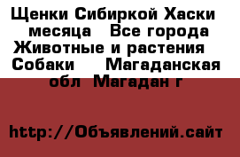 Щенки Сибиркой Хаски 2 месяца - Все города Животные и растения » Собаки   . Магаданская обл.,Магадан г.
